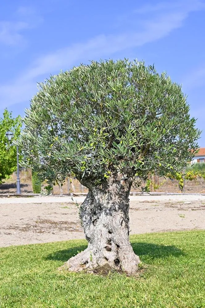 Appartamento Quercia