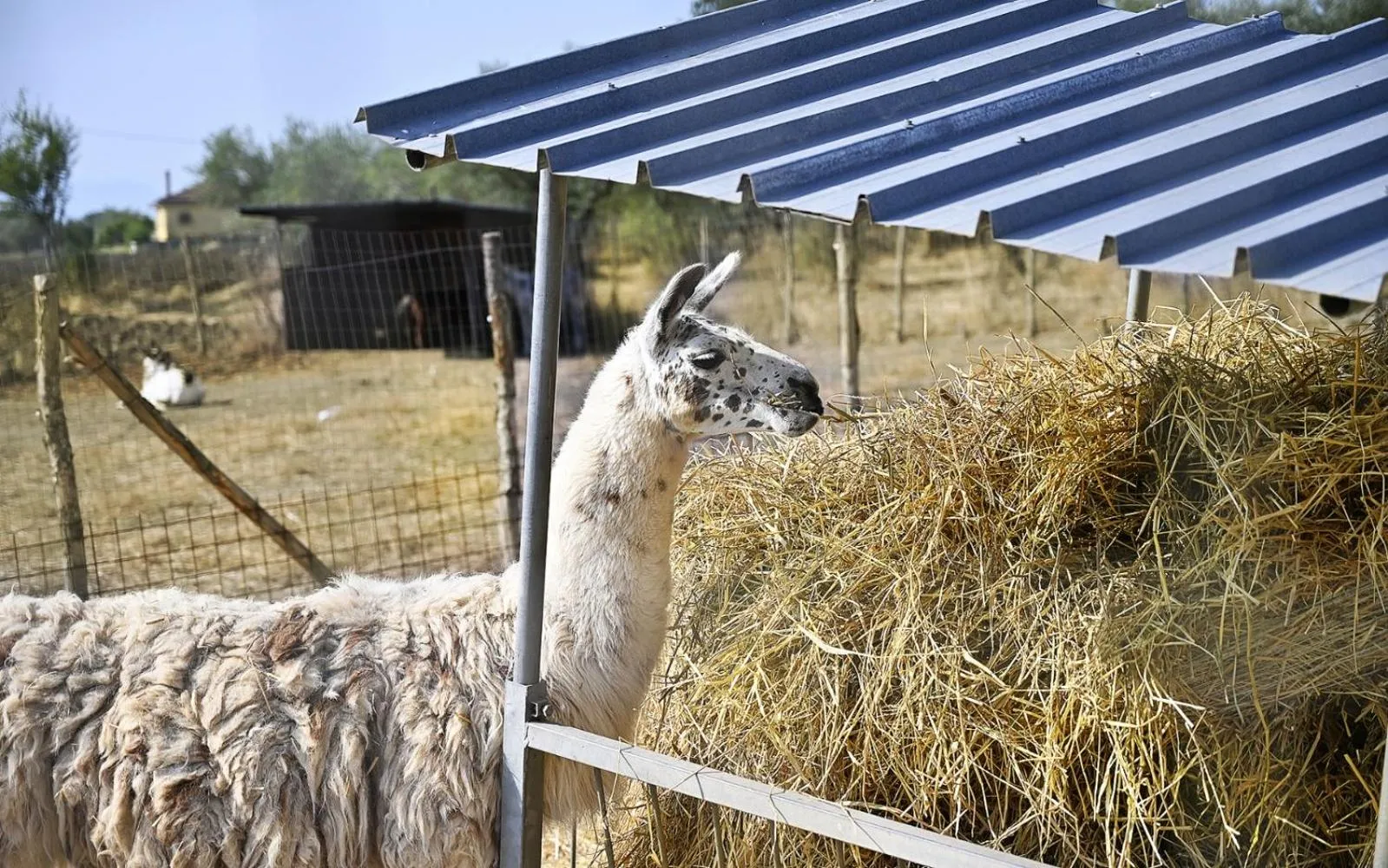 Tenuta Quisisana - 22